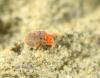 Nanorchestes sp.